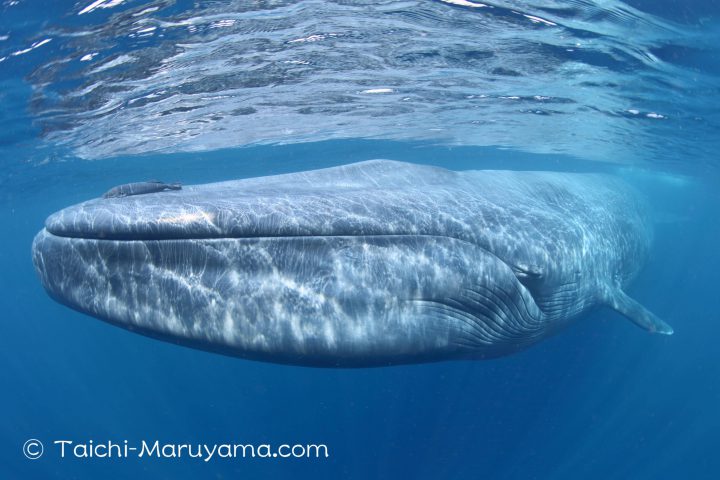 Whale Swim シロナガスクジラ マッコウクジラ シャチ ジュゴン ベルーガ ザトウクジラ ホッキョククジラなど ホエールスイム ホエールウォッチング スリランカなど 丸山太一