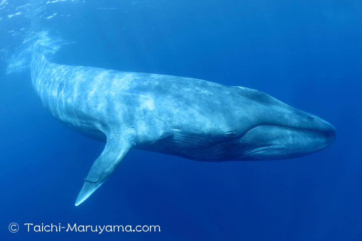 シロナガスクジラの水中映像 丸山太一