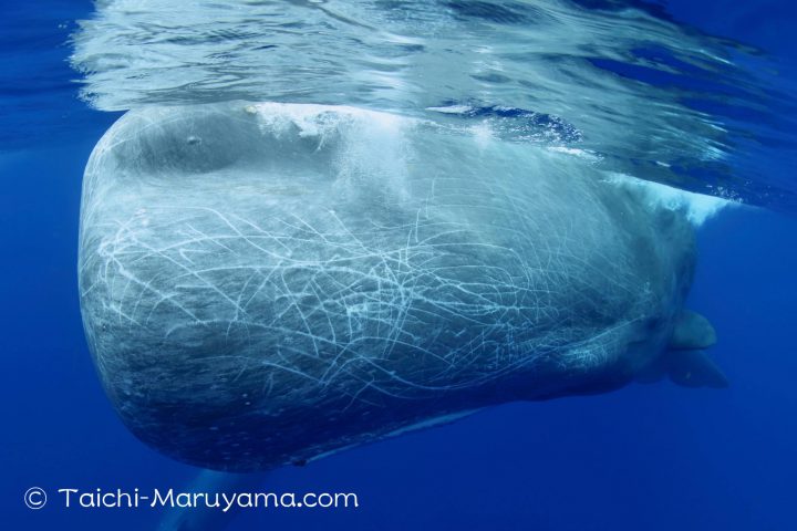 超弩級のオスのマッコウクジラ 地球上で最も脳が大きい生き物 丸山太一