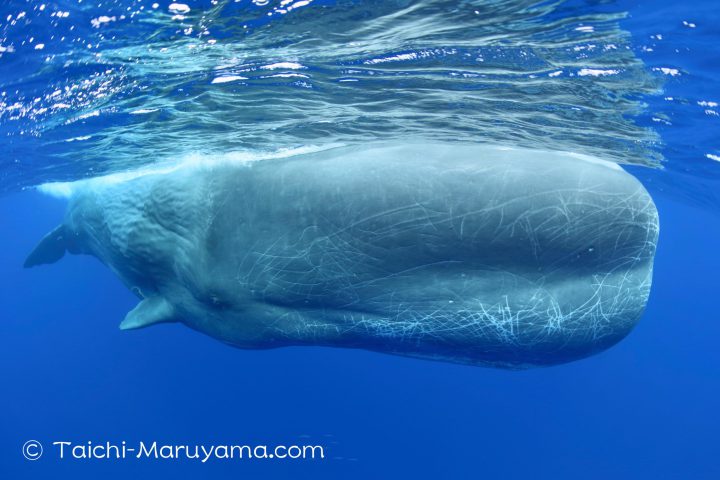 🐳白鯨／モビーディック！巨大なオスのマッコウクジラ！🌈 #ヨドちゃん 
