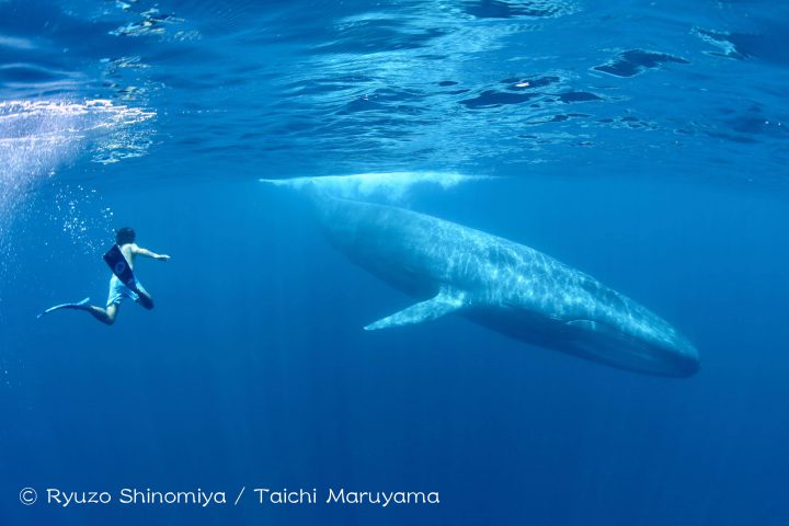 シロナガスクジラ 地球史上最大級の生物と一緒に泳ぐ 丸山太一