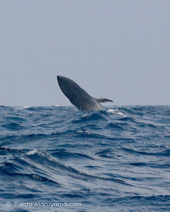 とてもレアなシロナガスクジラのブリーチング 丸山太一
