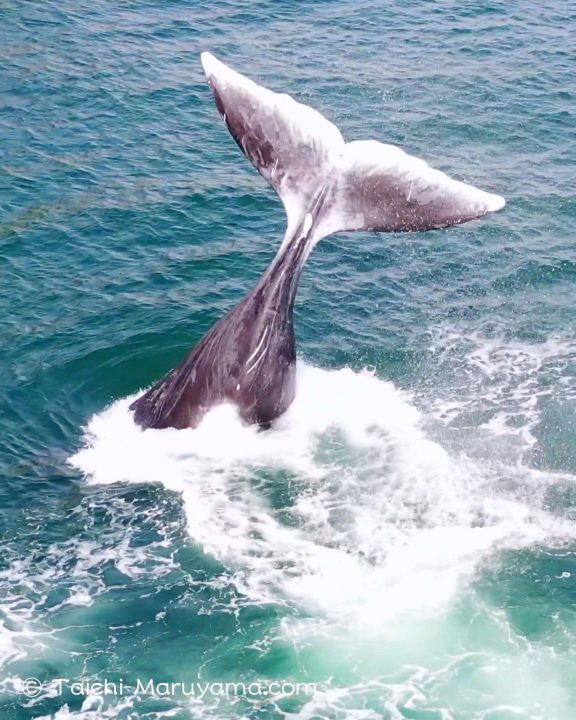 豪快なホッキョククジラのテイルスラップ Bowhead Whale Tail Slap 丸山太一