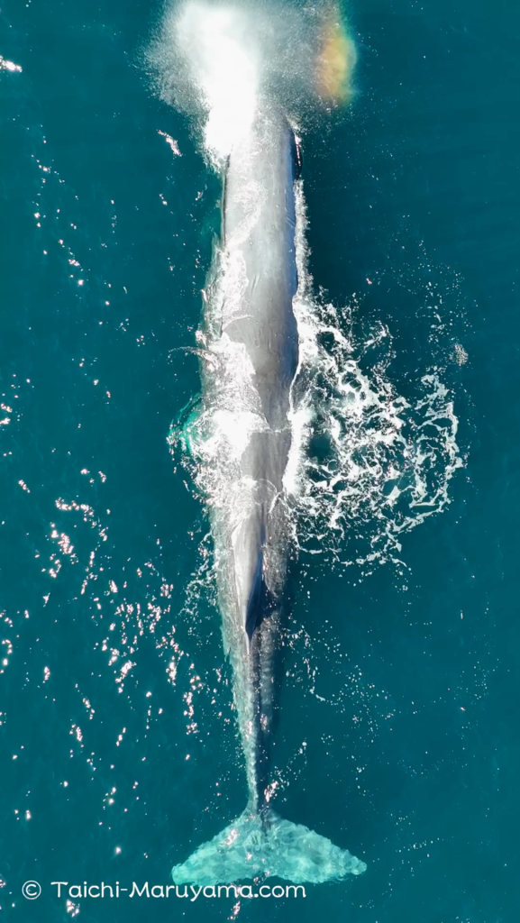 マッコウクジラ マッコウクジラ｜福音館書店