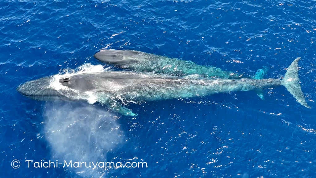 香ろう　星のやオリジナル　シロハラクイナ親子 31d6ce00685e7021fa1d3966721abb