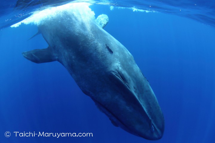 シロナガスクジラの亜種 ピグミーシロナガスクジラの見分け方 丸山太一