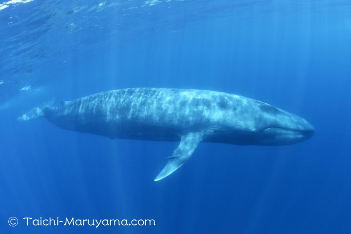 クリスタルブルーの海を泳ぐシロナガスクジラ 丸山太一