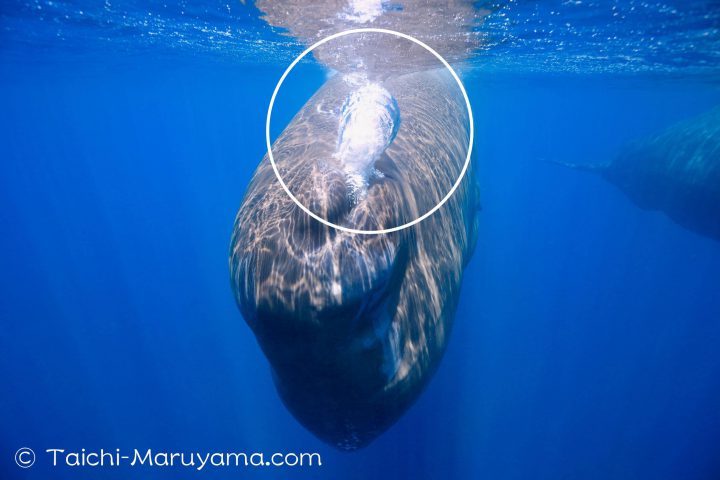 マッコウクジラの脳油潜水システム - 丸山太一