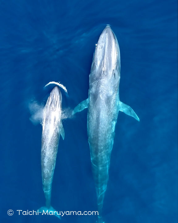 シロナガスクジラの親子 シロナガスクジラの歌 鳴き声 丸山太一
