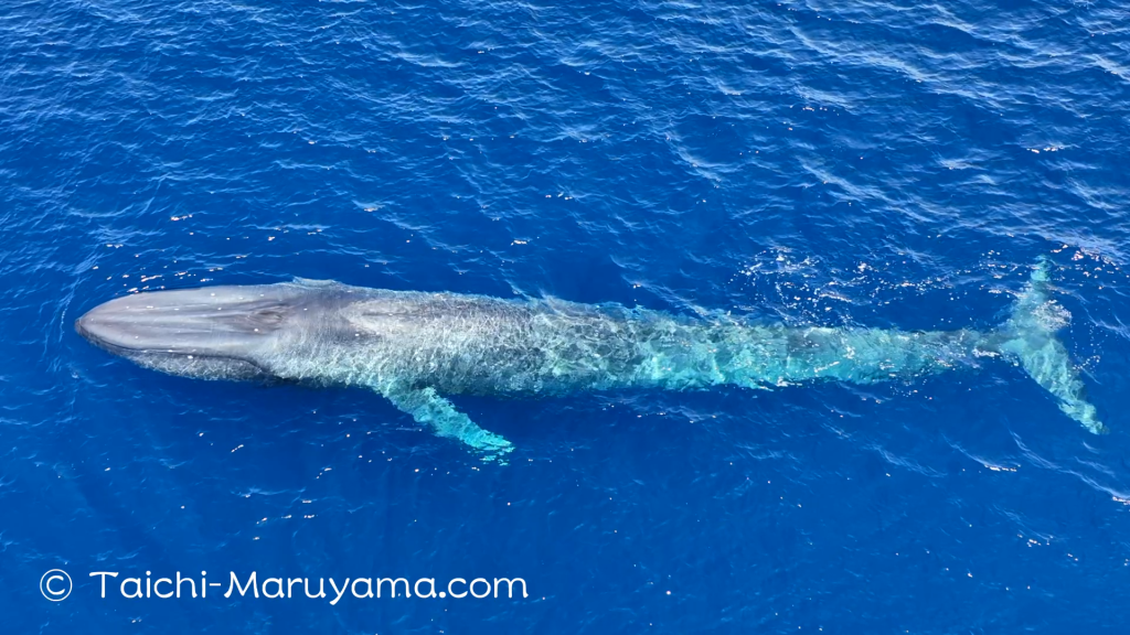 シロナガスクジラ／白長須鯨🐋 - 丸山太一